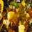 Betula populifolia 'Whitespire'.png